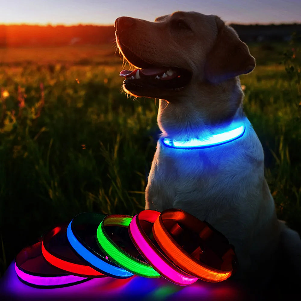 LED Hundehalsband – Wiederaufladbar & Wasserdicht